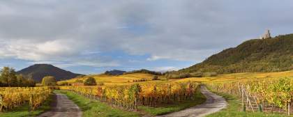 Vignobles alsaciens aux couleurs d’automne avec rangées de vignes et collines en arrière-plan près des Appartements Husseren Collections 4 étoiles