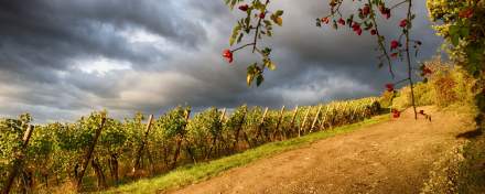 the Alsace Wine Route winds its way through villages and vineyards