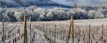 Alsatian vineyard in winter, with frost-covered rows of vines and natural scenery near Colmar, Alsace