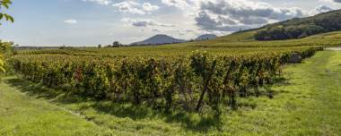 Vignoble alsacien avec rangées de vignes et collines en arrière-plan, paysage naturel près de Colmar, en Alsace