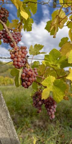 Grappe de raisin mûr sur vigne avec feuilles vertes et paysage viticole alsacien près de Colmar, en Alsace